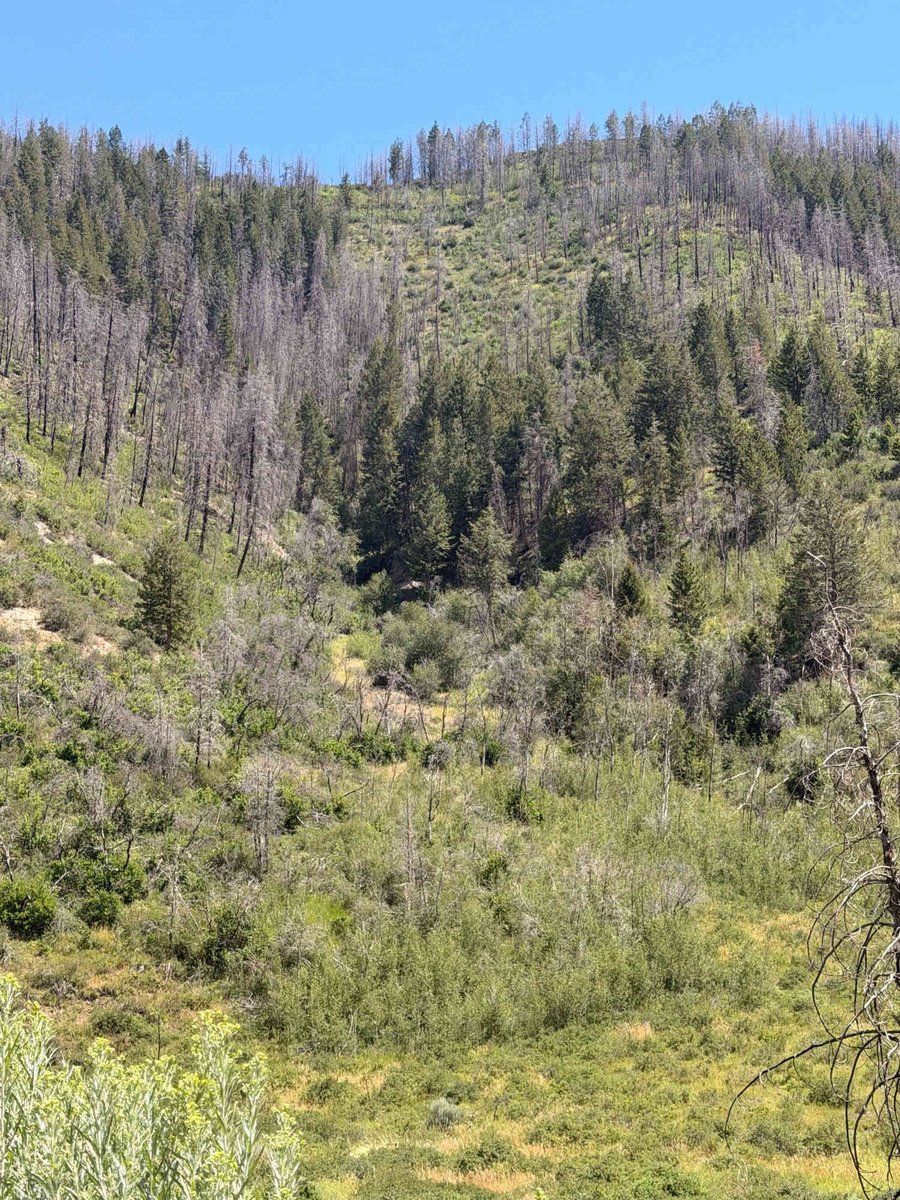 Colorado elk country: a burn-scar drainage with green regrowth