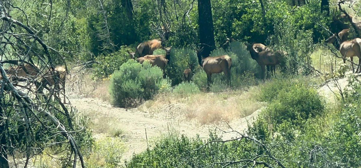 A Colorado elk herd in the sage the morning ScoutIQ ran in the field