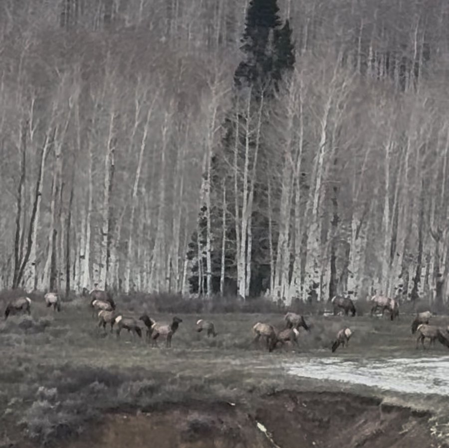 Elk herd grazing at the edge of the aspens